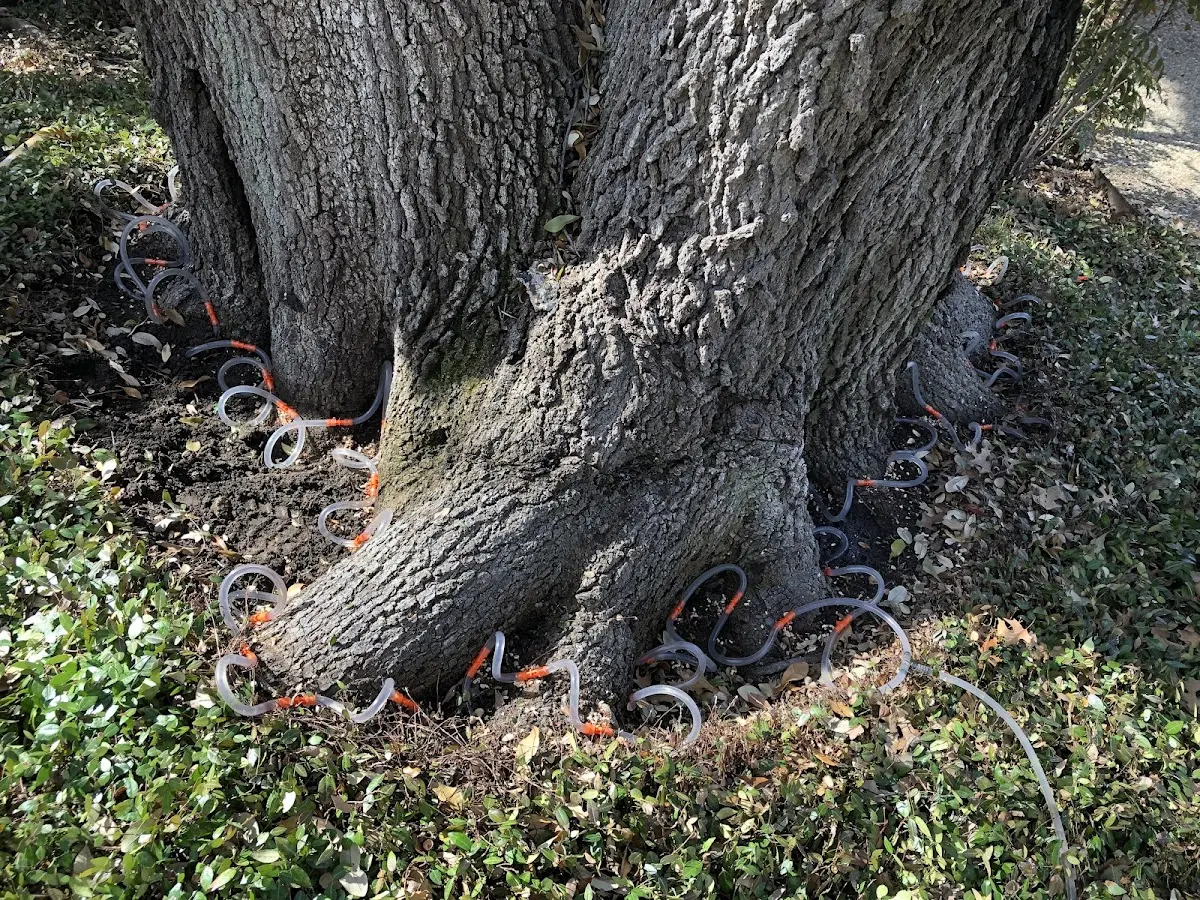 Detailed Tree Cabling and Bracing job site in Homerville