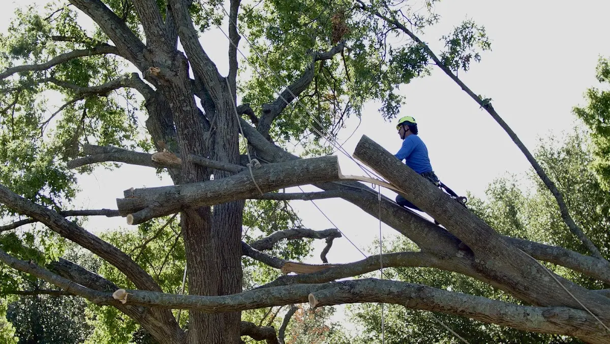 Professional Hazardous Tree Removal performed by certified arborists in Homerville