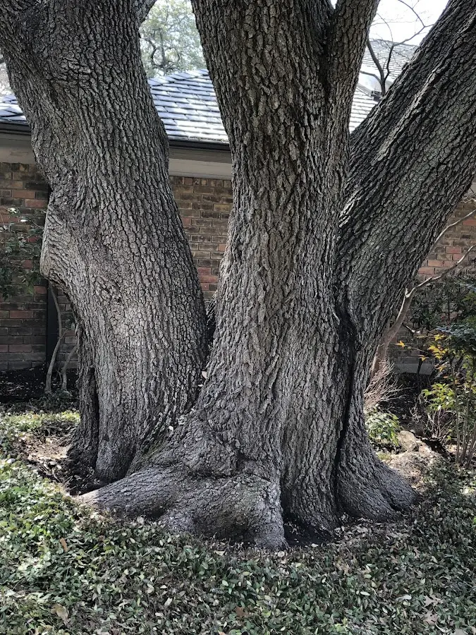 Mature heritage tree close to a Homerville property cared for by certified arborists